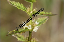 Ufer-Wolfstrapp, Ufer-Wolfsfuß, Lycopus europaeus, Lamiaceae, Lycopus europaeus, Ufer-Wolfstrapp, Ufer-Wolfsfuß, Blühend Kauf von 00722lycopus_europaeus_9655.jpg