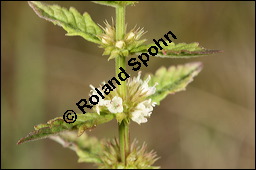 Ufer-Wolfstrapp, Ufer-Wolfsfuß, Lycopus europaeus, Lamiaceae, Lycopus europaeus, Ufer-Wolfstrapp, Ufer-Wolfsfuß, Blühend Kauf von 00722lycopus_europaeus_9656.jpg