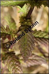 Ufer-Wolfstrapp, Ufer-Wolfsfuß, Lycopus europaeus, Lamiaceae, Lycopus europaeus, Ufer-Wolfstrapp, Ufer-Wolfsfuß, Blühend Kauf von 00722lycopus_europaeus_9657.jpg