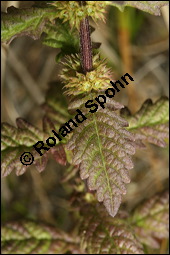 Ufer-Wolfstrapp, Ufer-Wolfsfuß, Lycopus europaeus, Lamiaceae, Lycopus europaeus, Ufer-Wolfstrapp, Ufer-Wolfsfuß, Blühend Kauf von 00722lycopus_europaeus_9658.jpg