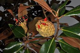 Immergrüne Magnolie, Großblütige Magnolie, Magnolia grandiflora, Magnoliaceae, Magnolia grandiflora, Immergrüne Magnolie, Großblütige Magnolie, Habitus beblättert Kauf von 00725_magnolia_grandiflora_dsc_7847.jpg