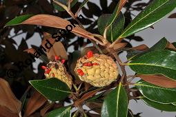 Immergrüne Magnolie, Großblütige Magnolie, Magnolia grandiflora, Magnoliaceae, Magnolia grandiflora, Immergrüne Magnolie, Großblütige Magnolie, Habitus beblättert Kauf von 00725_magnolia_grandiflora_dsc_7848.jpg