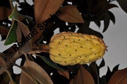 Immergrüne Magnolie, Großblütige Magnolie, Magnolia grandiflora, Magnoliaceae, Magnolia grandiflora, Immergrüne Magnolie, Großblütige Magnolie, Habitus beblättert Kauf von 00725_magnolia_grandiflora_dsc_7849.jpg