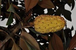 Immergrüne Magnolie, Großblütige Magnolie, Magnolia grandiflora, Magnoliaceae, Magnolia grandiflora, Immergrüne Magnolie, Großblütige Magnolie, Habitus beblättert Kauf von 00725_magnolia_grandiflora_dsc_7850.jpg