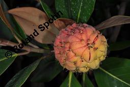 Immergrüne Magnolie, Großblütige Magnolie, Magnolia grandiflora, Magnoliaceae, Magnolia grandiflora, Immergrüne Magnolie, Großblütige Magnolie, Habitus beblättert Kauf von 00725_magnolia_grandiflora_dsc_7851.jpg