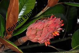 Immergrüne Magnolie, Großblütige Magnolie, Magnolia grandiflora, Magnoliaceae, Magnolia grandiflora, Immergrüne Magnolie, Großblütige Magnolie, Habitus beblättert Kauf von 00725_magnolia_grandiflora_dsc_7852.jpg