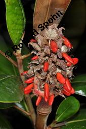 Immergrüne Magnolie, Großblütige Magnolie, Magnolia grandiflora, Magnoliaceae, Magnolia grandiflora, Immergrüne Magnolie, Großblütige Magnolie, Habitus beblättert Kauf von 00725_magnolia_grandiflora_dsc_7853.jpg