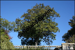 Immergrüne Magnolie, Großblütige Magnolie, Magnolia grandiflora, Magnoliaceae, Magnolia grandiflora, Immergrüne Magnolie, Großblütige Magnolie, Habitus beblättert Kauf von 00725magnolia_grandifloraimg_4791.jpg