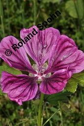 Mauretanische Malve, Algiermalve, Blaue Malve, Rosspappel, Gänsepappel, Malva sylvestris ssp. mauritiana, Malva mauritiana, Malva sylvestris ssp. mauretanica, Malva sylvestris ssp. mauritiana, Malva mauritiana, Malva sylvestris ssp. mauretanica, Mauretanische Malve, Algiermalve, Blaue Malve, Rosspappel, Gänsepappel, Malvaceae, Blühend Kauf von 00728_malva_sylvestris_mauritiana_dsc_3409.jpg