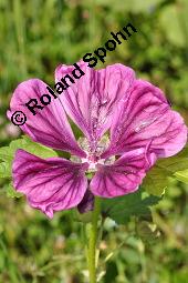 Mauretanische Malve, Algiermalve, Blaue Malve, Rosspappel, Gänsepappel, Malva sylvestris ssp. mauritiana, Malva mauritiana, Malva sylvestris ssp. mauretanica, Malva sylvestris ssp. mauritiana, Malva mauritiana, Malva sylvestris ssp. mauretanica, Mauretanische Malve, Algiermalve, Blaue Malve, Rosspappel, Gänsepappel, Malvaceae, Blühend Kauf von 00728_malva_sylvestris_mauritiana_dsc_3410.jpg
