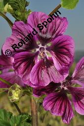Mauretanische Malve, Algiermalve, Blaue Malve, Rosspappel, Gänsepappel, Malva sylvestris ssp. mauritiana, Malva mauritiana, Malva sylvestris ssp. mauretanica, Malva sylvestris ssp. mauritiana, Malva mauritiana, Malva sylvestris ssp. mauretanica, Mauretanische Malve, Algiermalve, Blaue Malve, Rosspappel, Gänsepappel, Malvaceae, Blühend Kauf von 00728_malva_sylvestris_mauritiana_dsc_7295.jpg