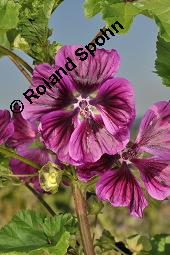 Mauretanische Malve, Algiermalve, Blaue Malve, Rosspappel, Gänsepappel, Malva sylvestris ssp. mauritiana, Malva mauritiana, Malva sylvestris ssp. mauretanica, Malva sylvestris ssp. mauritiana, Malva mauritiana, Malva sylvestris ssp. mauretanica, Mauretanische Malve, Algiermalve, Blaue Malve, Rosspappel, Gänsepappel, Malvaceae, Blühend Kauf von 00728_malva_sylvestris_mauritiana_dsc_7296.jpg