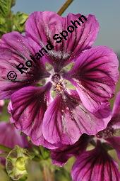 Mauretanische Malve, Algiermalve, Blaue Malve, Rosspappel, Gänsepappel, Malva sylvestris ssp. mauritiana, Malva mauritiana, Malva sylvestris ssp. mauretanica, Malva sylvestris ssp. mauritiana, Malva mauritiana, Malva sylvestris ssp. mauretanica, Mauretanische Malve, Algiermalve, Blaue Malve, Rosspappel, Gänsepappel, Malvaceae, Blühend Kauf von 00728_malva_sylvestris_mauritiana_dsc_7297.jpg