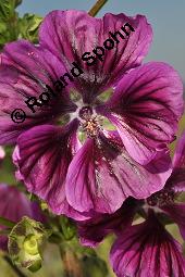 Mauretanische Malve, Algiermalve, Blaue Malve, Rosspappel, Gänsepappel, Malva sylvestris ssp. mauritiana, Malva mauritiana, Malva sylvestris ssp. mauretanica, Malva sylvestris ssp. mauritiana, Malva mauritiana, Malva sylvestris ssp. mauretanica, Mauretanische Malve, Algiermalve, Blaue Malve, Rosspappel, Gänsepappel, Malvaceae, Blühend Kauf von 00728_malva_sylvestris_mauritiana_dsc_7298.jpg