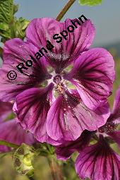 Mauretanische Malve, Algiermalve, Blaue Malve, Rosspappel, Gänsepappel, Malva sylvestris ssp. mauritiana, Malva mauritiana, Malva sylvestris ssp. mauretanica, Malva sylvestris ssp. mauritiana, Malva mauritiana, Malva sylvestris ssp. mauretanica, Mauretanische Malve, Algiermalve, Blaue Malve, Rosspappel, Gänsepappel, Malvaceae, Blühend Kauf von 00728_malva_sylvestris_mauritiana_dsc_7299.jpg