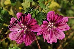 Mauretanische Malve, Algiermalve, Blaue Malve, Rosspappel, Gänsepappel, Malva sylvestris ssp. mauritiana, Malva mauritiana, Malva sylvestris ssp. mauretanica, Malva sylvestris ssp. mauritiana, Malva mauritiana, Malva sylvestris ssp. mauretanica, Mauretanische Malve, Algiermalve, Blaue Malve, Rosspappel, Gänsepappel, Malvaceae, Blühend Kauf von 00728_malva_sylvestris_mauritiana_dsc_7300.jpg