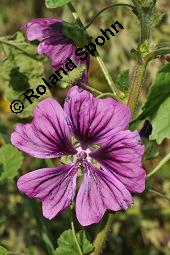 Mauretanische Malve, Algiermalve, Blaue Malve, Rosspappel, Gänsepappel, Malva sylvestris ssp. mauritiana, Malva mauritiana, Malva sylvestris ssp. mauretanica, Malva sylvestris ssp. mauritiana, Malva mauritiana, Malva sylvestris ssp. mauretanica, Mauretanische Malve, Algiermalve, Blaue Malve, Rosspappel, Gänsepappel, Malvaceae, Blühend Kauf von 00728_malva_sylvestris_mauritiana_dsc_7301.jpg