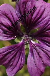 Mauretanische Malve, Algiermalve, Blaue Malve, Rosspappel, Gänsepappel, Malva sylvestris ssp. mauritiana, Malva mauritiana, Malva sylvestris ssp. mauretanica, Malva sylvestris ssp. mauritiana, Malva mauritiana, Malva sylvestris ssp. mauretanica, Mauretanische Malve, Algiermalve, Blaue Malve, Rosspappel, Gänsepappel, Malvaceae, Blühend Kauf von 00728_malva_sylvestris_mauritiana_dsc_7302.jpg