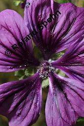 Mauretanische Malve, Algiermalve, Blaue Malve, Rosspappel, Gänsepappel, Malva sylvestris ssp. mauritiana, Malva mauritiana, Malva sylvestris ssp. mauretanica, Malva sylvestris ssp. mauritiana, Malva mauritiana, Malva sylvestris ssp. mauretanica, Mauretanische Malve, Algiermalve, Blaue Malve, Rosspappel, Gänsepappel, Malvaceae, Blühend Kauf von 00728_malva_sylvestris_mauritiana_dsc_7304.jpg