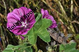 Mauretanische Malve, Algiermalve, Blaue Malve, Rosspappel, Gänsepappel, Malva sylvestris ssp. mauritiana, Malva mauritiana, Malva sylvestris ssp. mauretanica, Malva sylvestris ssp. mauritiana, Malva mauritiana, Malva sylvestris ssp. mauretanica, Mauretanische Malve, Algiermalve, Blaue Malve, Rosspappel, Gänsepappel, Malvaceae, Blühend Kauf von 00728_malva_sylvestris_mauritiana_dsc_7305.jpg