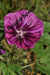 Mauretanische Malve, Algiermalve, Blaue Malve, Rosspappel, Gänsepappel, Malva sylvestris ssp. mauritiana, Malva mauritiana, Malva sylvestris ssp. mauretanica, Malva sylvestris ssp. mauritiana, Malva mauritiana, Malva sylvestris ssp. mauretanica, Mauretanische Malve, Algiermalve, Blaue Malve, Rosspappel, Gänsepappel, Malvaceae, Blühend Kauf von 00728_malva_sylvestris_mauritiana_dsc_7306.jpg