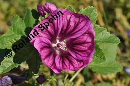 Mauretanische Malve, Algiermalve, Blaue Malve, Rosspappel, Gänsepappel, Malva sylvestris ssp. mauritiana, Malva mauritiana, Malva sylvestris ssp. mauretanica, Malva sylvestris ssp. mauritiana, Malva mauritiana, Malva sylvestris ssp. mauretanica, Mauretanische Malve, Algiermalve, Blaue Malve, Rosspappel, Gänsepappel, Malvaceae, Blühend Kauf von 00728_malva_sylvestris_mauritiana_dsc_7309.jpg