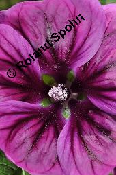 Mauretanische Malve, Algiermalve, Blaue Malve, Rosspappel, Gänsepappel, Malva sylvestris ssp. mauritiana, Malva mauritiana, Malva sylvestris ssp. mauretanica, Malva sylvestris ssp. mauritiana, Malva mauritiana, Malva sylvestris ssp. mauretanica, Mauretanische Malve, Algiermalve, Blaue Malve, Rosspappel, Gänsepappel, Malvaceae, Blühend Kauf von 00728_malva_sylvestris_mauritiana_dsc_7310.jpg