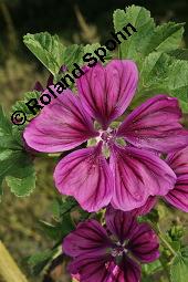 Mauretanische Malve, Algiermalve, Blaue Malve, Rosspappel, Gänsepappel, Malva sylvestris ssp. mauritiana, Malva mauritiana, Malva sylvestris ssp. mauretanica, Malva sylvestris ssp. mauritiana, Malva mauritiana, Malva sylvestris ssp. mauretanica, Mauretanische Malve, Algiermalve, Blaue Malve, Rosspappel, Gänsepappel, Malvaceae, Blühend Kauf von 00728_malva_sylvestris_mauritiana_dsc_7311.jpg