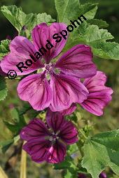 Mauretanische Malve, Algiermalve, Blaue Malve, Rosspappel, Gänsepappel, Malva sylvestris ssp. mauritiana, Malva mauritiana, Malva sylvestris ssp. mauretanica, Malva sylvestris ssp. mauritiana, Malva mauritiana, Malva sylvestris ssp. mauretanica, Mauretanische Malve, Algiermalve, Blaue Malve, Rosspappel, Gänsepappel, Malvaceae, Blühend Kauf von 00728_malva_sylvestris_mauritiana_dsc_7312.jpg