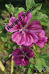 Mauretanische Malve, Algiermalve, Blaue Malve, Rosspappel, Gänsepappel, Malva sylvestris ssp. mauritiana, Malva mauritiana, Malva sylvestris ssp. mauretanica, Malva sylvestris ssp. mauritiana, Malva mauritiana, Malva sylvestris ssp. mauretanica, Mauretanische Malve, Algiermalve, Blaue Malve, Rosspappel, Gänsepappel, Malvaceae, Blühend Kauf von 00728_malva_sylvestris_mauritiana_dsc_7313.jpg