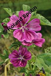Mauretanische Malve, Algiermalve, Blaue Malve, Rosspappel, Gänsepappel, Malva sylvestris ssp. mauritiana, Malva mauritiana, Malva sylvestris ssp. mauretanica, Malva sylvestris ssp. mauritiana, Malva mauritiana, Malva sylvestris ssp. mauretanica, Mauretanische Malve, Algiermalve, Blaue Malve, Rosspappel, Gänsepappel, Malvaceae, Blühend Kauf von 00728_malva_sylvestris_mauritiana_dsc_7314.jpg