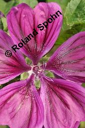 Mauretanische Malve, Algiermalve, Blaue Malve, Rosspappel, Gänsepappel, Malva sylvestris ssp. mauritiana, Malva mauritiana, Malva sylvestris ssp. mauretanica, Malva sylvestris ssp. mauritiana, Malva mauritiana, Malva sylvestris ssp. mauretanica, Mauretanische Malve, Algiermalve, Blaue Malve, Rosspappel, Gänsepappel, Malvaceae, Blühend Kauf von 00728_malva_sylvestris_mauritiana_dsc_7315.jpg