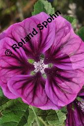 Mauretanische Malve, Algiermalve, Blaue Malve, Rosspappel, Gänsepappel, Malva sylvestris ssp. mauritiana, Malva mauritiana, Malva sylvestris ssp. mauretanica, Malva sylvestris ssp. mauritiana, Malva mauritiana, Malva sylvestris ssp. mauretanica, Mauretanische Malve, Algiermalve, Blaue Malve, Rosspappel, Gänsepappel, Malvaceae, Blühend Kauf von 00728_malva_sylvestris_mauritiana_dsc_7316.jpg