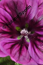 Mauretanische Malve, Algiermalve, Blaue Malve, Rosspappel, Gänsepappel, Malva sylvestris ssp. mauritiana, Malva mauritiana, Malva sylvestris ssp. mauretanica, Malva sylvestris ssp. mauritiana, Malva mauritiana, Malva sylvestris ssp. mauretanica, Mauretanische Malve, Algiermalve, Blaue Malve, Rosspappel, Gänsepappel, Malvaceae, Blühend Kauf von 00728_malva_sylvestris_mauritiana_dsc_7317.jpg