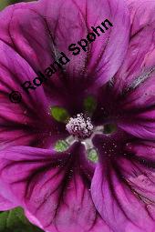 Mauretanische Malve, Algiermalve, Blaue Malve, Rosspappel, Gänsepappel, Malva sylvestris ssp. mauritiana, Malva mauritiana, Malva sylvestris ssp. mauretanica, Malva sylvestris ssp. mauritiana, Malva mauritiana, Malva sylvestris ssp. mauretanica, Mauretanische Malve, Algiermalve, Blaue Malve, Rosspappel, Gänsepappel, Malvaceae, Blühend Kauf von 00728_malva_sylvestris_mauritiana_dsc_7318.jpg