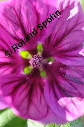Mauretanische Malve, Algiermalve, Blaue Malve, Rosspappel, Gänsepappel, Malva sylvestris ssp. mauritiana, Malva mauritiana, Malva sylvestris ssp. mauretanica, Malva sylvestris ssp. mauritiana, Malva mauritiana, Malva sylvestris ssp. mauretanica, Mauretanische Malve, Algiermalve, Blaue Malve, Rosspappel, Gänsepappel, Malvaceae, Blühend Kauf von 00728_malva_sylvestris_mauritiana_dsc_7320.jpg