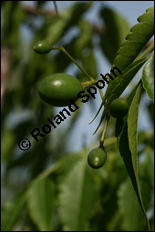 Paternosterbaum, Melia azedarach, Meliaceae, Melia azedarach, Paternosterbaum, Indischer Zedarachbaum, unreif fruchtend Kauf von 00744melia_azedarachimg_2912.jpg