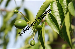 Paternosterbaum, Melia azedarach, Meliaceae, Melia azedarach, Paternosterbaum, Indischer Zedarachbaum, unreif fruchtend Kauf von 00744melia_azedarachimg_2913.jpg