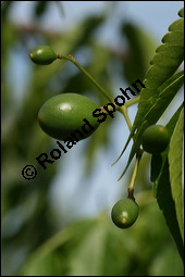 Paternosterbaum, Melia azedarach, Meliaceae, Melia azedarach, Paternosterbaum, Indischer Zedarachbaum, unreif fruchtend Kauf von 00744melia_azedarachimg_2914.jpg