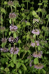 Polei-Minze, Mentha pulegium, Lamiaceae, Mentha pulegium, Polei-Minze, Blühend Kauf von 00752mentha_pulegiumimg_8768.jpg