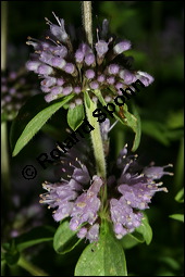 Polei-Minze, Mentha pulegium, Lamiaceae, Mentha pulegium, Polei-Minze, Blühend Kauf von 00752mentha_pulegiumimg_8770.jpg