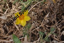 Mentzelie, Goldfaden, Mentzelia lindleyi, Bartonia aurea, Mentzelia aurea, Mentzelia lindleyi, Bartonia aurea, Mentzelia aurea, Mentzelie, Goldfaden, Loasaceae, Blühend Kauf von 00753_mentzelia_lindleyi_dsc_6843.jpg