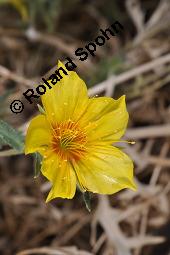 Mentzelie, Goldfaden, Mentzelia lindleyi, Bartonia aurea, Mentzelia aurea, Mentzelia lindleyi, Bartonia aurea, Mentzelia aurea, Mentzelie, Goldfaden, Loasaceae, Blühend Kauf von 00753_mentzelia_lindleyi_dsc_6844.jpg