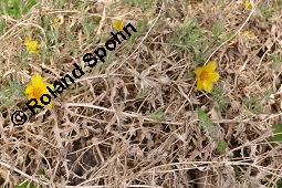 Mentzelie, Goldfaden, Mentzelia lindleyi, Bartonia aurea, Mentzelia aurea, Mentzelia lindleyi, Bartonia aurea, Mentzelia aurea, Mentzelie, Goldfaden, Loasaceae, Blühend Kauf von 00753_mentzelia_lindleyi_dsc_6845.jpg