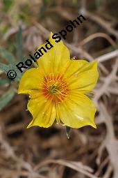 Mentzelie, Goldfaden, Mentzelia lindleyi, Bartonia aurea, Mentzelia aurea, Mentzelia lindleyi, Bartonia aurea, Mentzelia aurea, Mentzelie, Goldfaden, Loasaceae, Blühend Kauf von 00753_mentzelia_lindleyi_dsc_6846.jpg