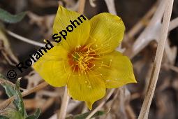 Mentzelie, Goldfaden, Mentzelia lindleyi, Bartonia aurea, Mentzelia aurea, Mentzelia lindleyi, Bartonia aurea, Mentzelia aurea, Mentzelie, Goldfaden, Loasaceae, Blühend Kauf von 00753_mentzelia_lindleyi_dsc_6848.jpg