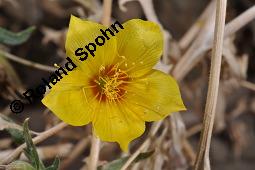 Mentzelie, Goldfaden, Mentzelia lindleyi, Bartonia aurea, Mentzelia aurea, Mentzelia lindleyi, Bartonia aurea, Mentzelia aurea, Mentzelie, Goldfaden, Loasaceae, Blühend Kauf von 00753_mentzelia_lindleyi_dsc_6849.jpg