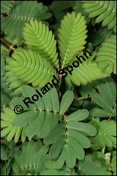 Schamhafte Sinnpflanze, Mimosa pudica, Mimosaceae, Mimosa pudica, Schamhafte Sinnpflanze, Blätter, Blätter zusammengeklappt Kauf von 00758mimosa_pudicaimg_2501.jpg