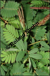 Schamhafte Sinnpflanze, Mimosa pudica, Mimosaceae, Mimosa pudica, Schamhafte Sinnpflanze, Blätter, Blätter zusammengeklappt Kauf von 00758mimosa_pudicaimg_2502.jpg