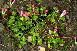 Amerikanische Rebhuhnbeere, Mitchella repens, Rubiaceae, Mitchella repens, Amerikanische Rebhuhnbeere, Blühend Kauf von 00759mitchella_repensimg_7821.jpg